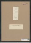 Cyclostella meneghiniana var. vogesiaca Grun. (de-Toni-Nr.: Genus 216, Species 5422) Zeichnungen Sammlung Grunow Nr. 9334 (NHMW-BOT-W0379147)